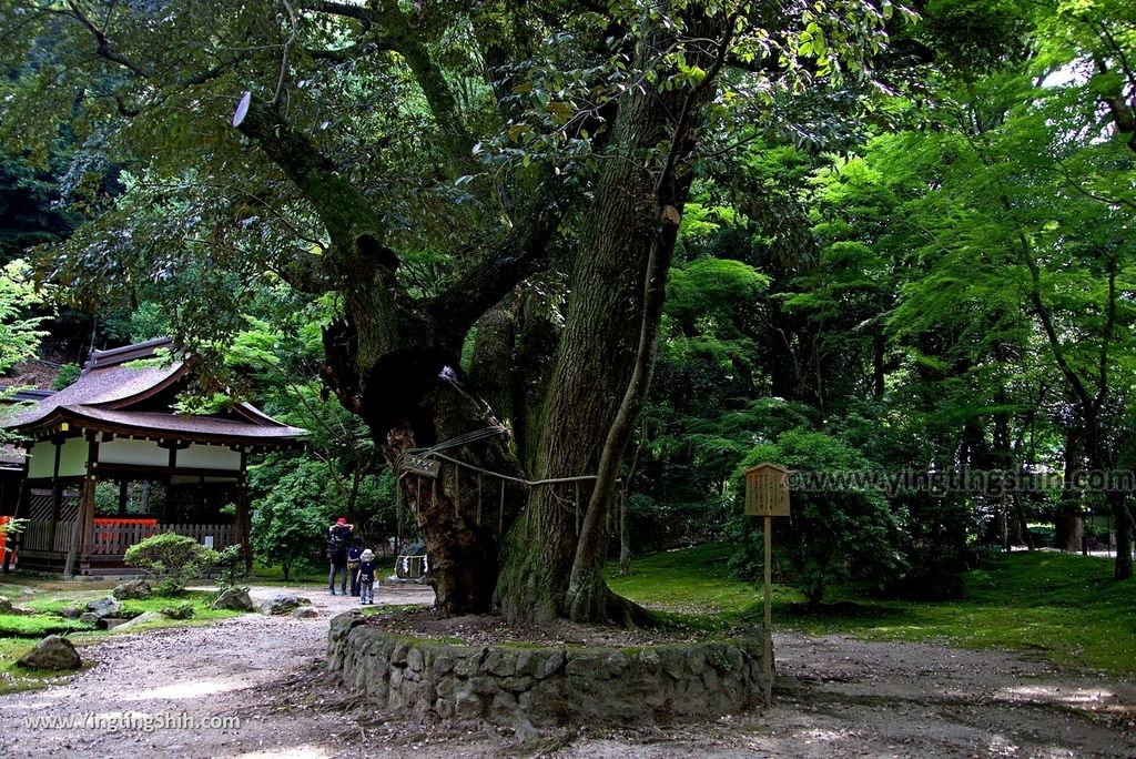 YTS_YTS_20180713_Japan Kyoto Kamigamo-jinja 日本京都上賀茂神社（賀茂別雷神社）／世界文化遺產／舞殿／陰陽石086_3A5A6078.jpg