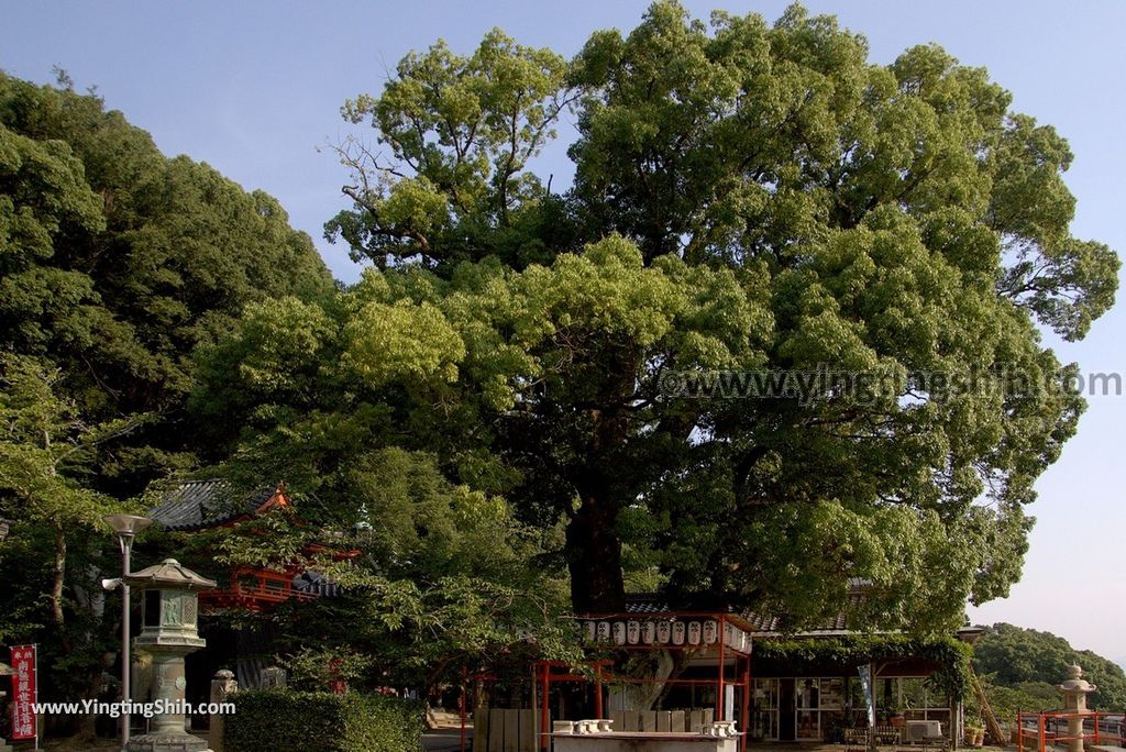 YTS_YTS_20180718_Japan Wakayama Kimiidera日本和歌山紀三井寺／日本最大木造立像／大千手十一面觀音132_3A5A8481.jpg