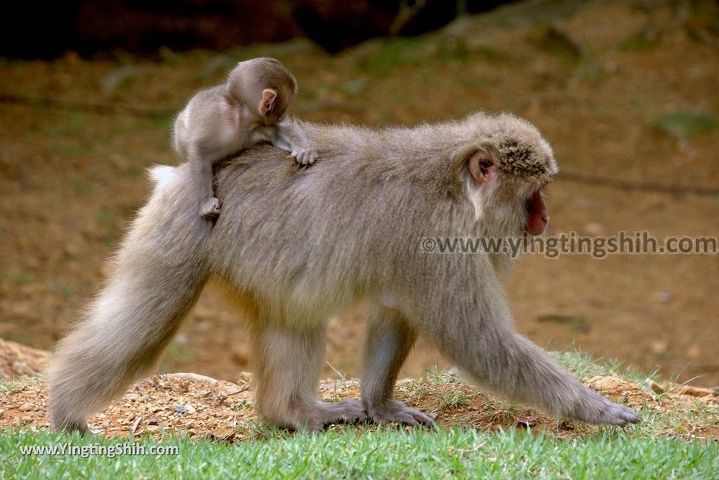 YTS_YTS_20180712_Japan Kyoto Arashiyama Monkey Park Iwatayama 日本京都嵐山猴子公園060_3A5A0097.jpg