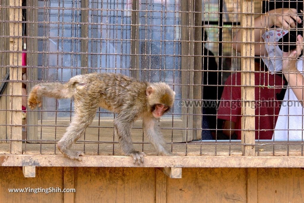 YTS_YTS_20180712_Japan Kyoto Arashiyama Monkey Park Iwatayama 日本京都嵐山猴子公園076_3A5A0784.jpg