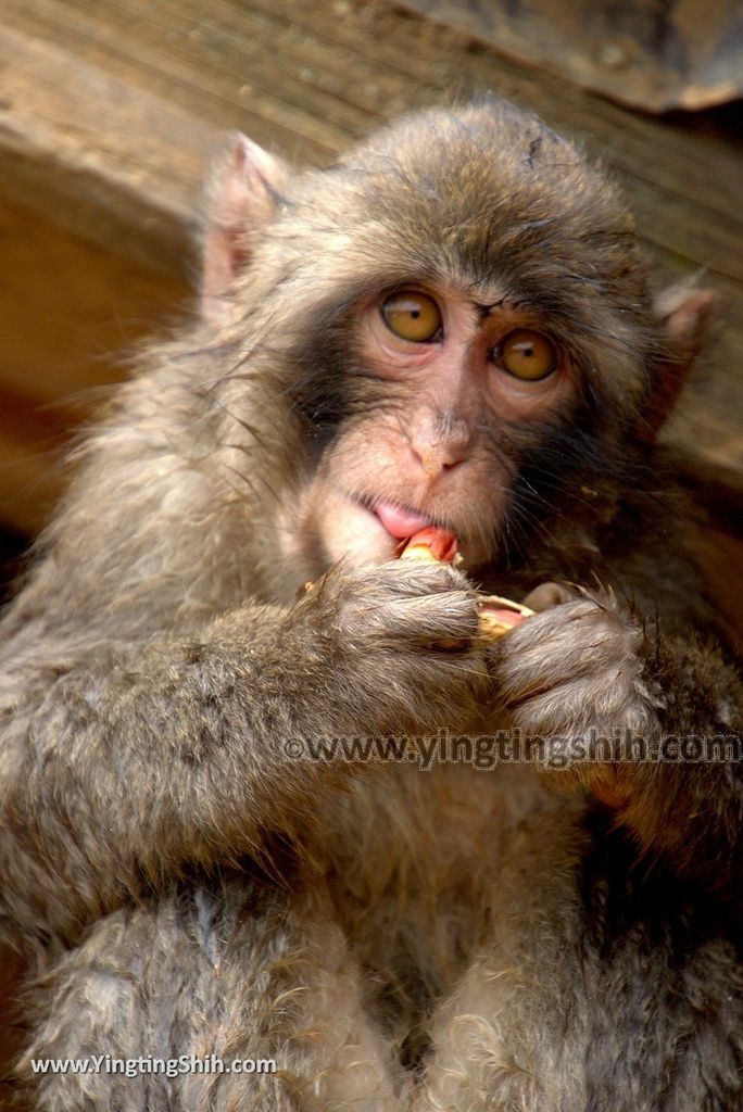 YTS_YTS_20180712_Japan Kyoto Arashiyama Monkey Park Iwatayama 日本京都嵐山猴子公園080_3A5A0593.jpg