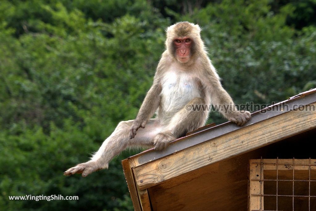 YTS_YTS_20180712_Japan Kyoto Arashiyama Monkey Park Iwatayama 日本京都嵐山猴子公園089_3A5A0368.jpg