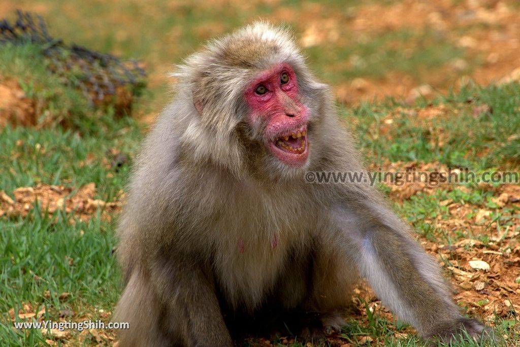 YTS_YTS_20180712_Japan Kyoto Arashiyama Monkey Park Iwatayama 日本京都嵐山猴子公園091_3A5A0824.jpg