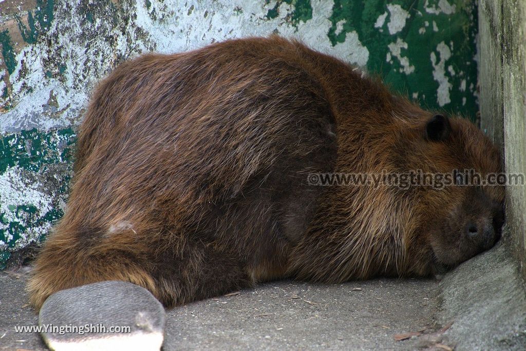 YTS_YTS_20180718_Japan Wakayama Park Zoo日本和歌山公園動物園（水禽園 ）／和歌山城童話園015_3A5A6504.jpg