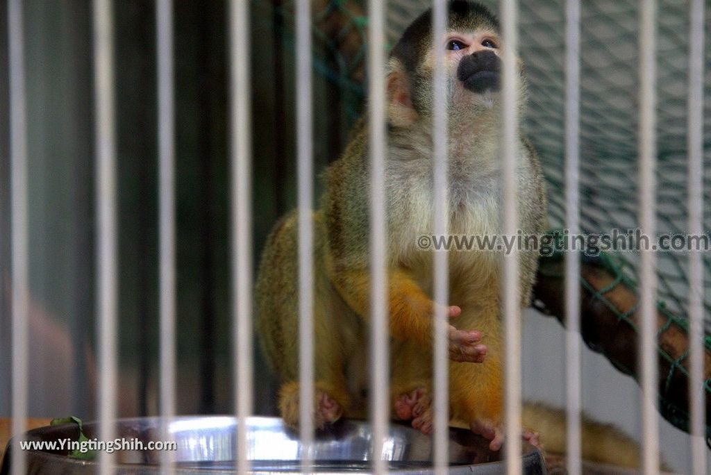 YTS_YTS_20180718_Japan Wakayama Park Zoo日本和歌山公園動物園（水禽園 ）／和歌山城童話園022_3A5A6553.jpg