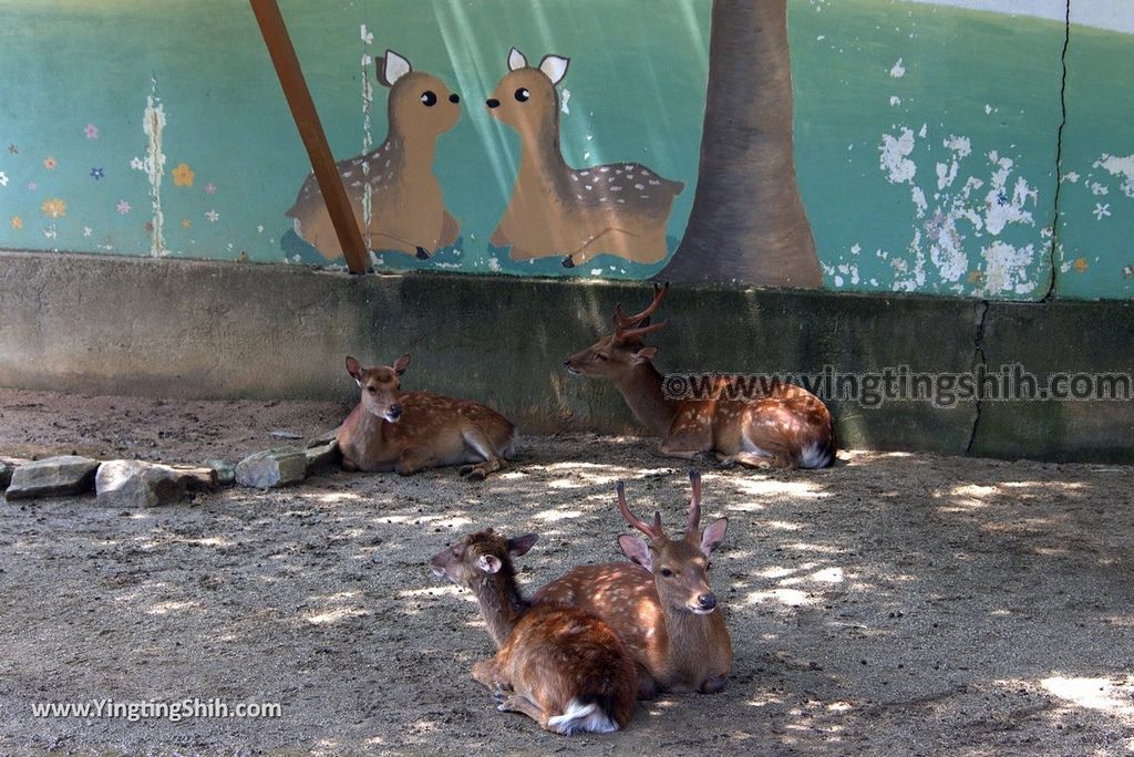 YTS_YTS_20180718_Japan Wakayama Park Zoo日本和歌山公園動物園（水禽園 ）／和歌山城童話園042_3A5A6634.jpg