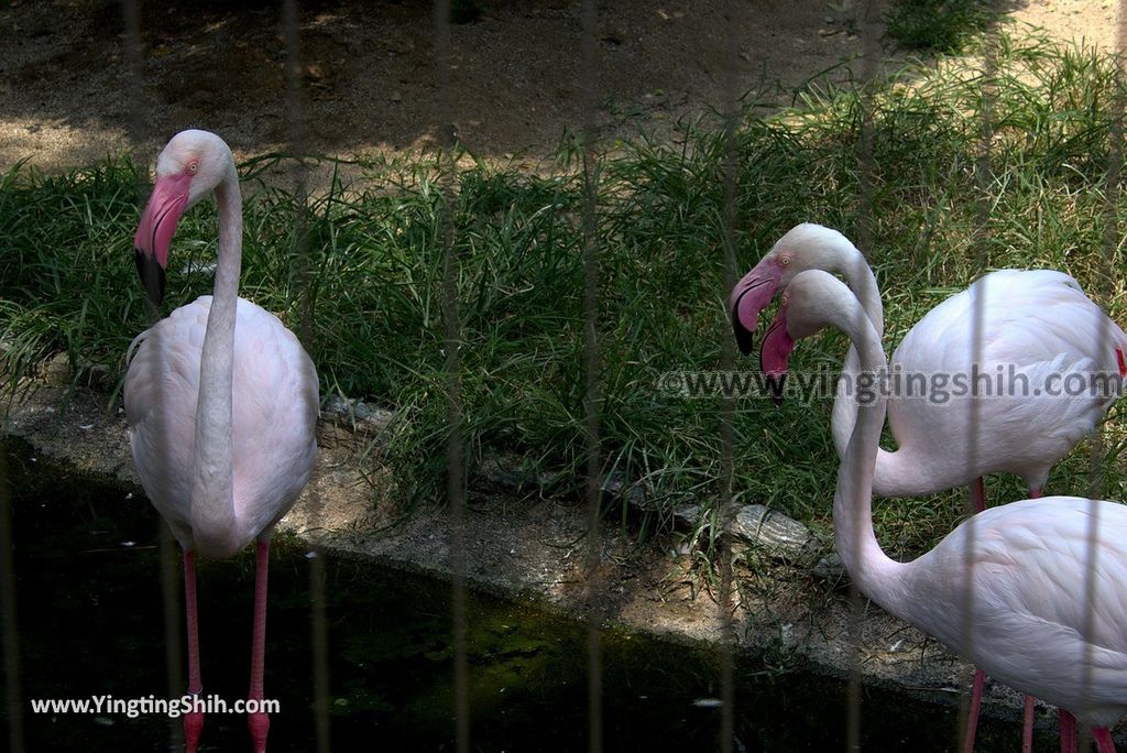 YTS_YTS_20180718_Japan Wakayama Park Zoo日本和歌山公園動物園（水禽園 ）／和歌山城童話園054_3A5A6330.jpg