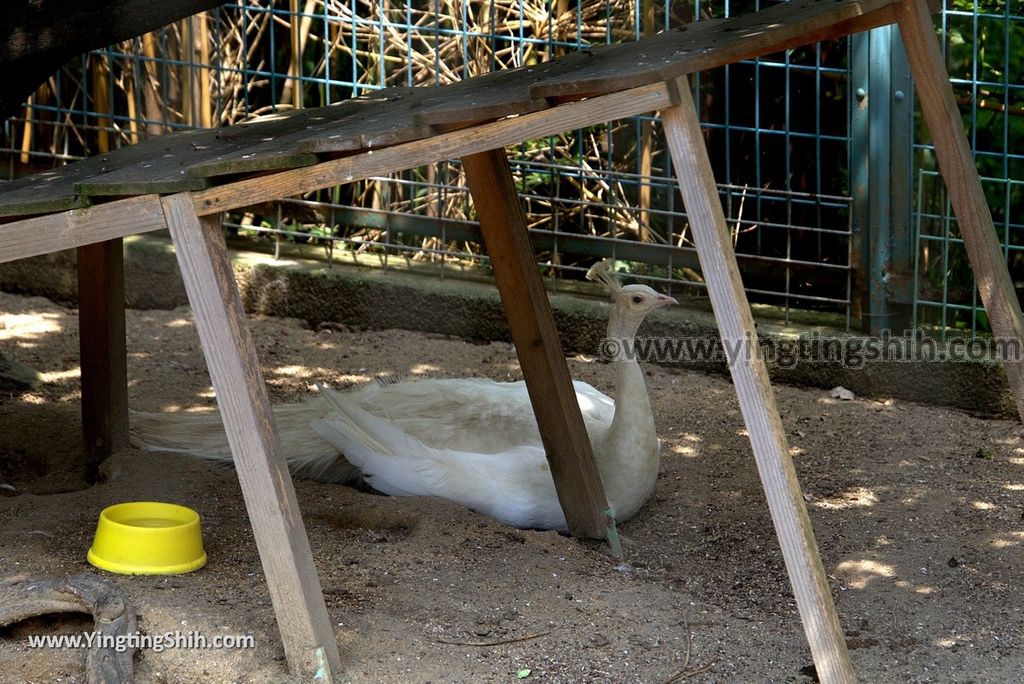 YTS_YTS_20180718_Japan Wakayama Park Zoo日本和歌山公園動物園（水禽園 ）／和歌山城童話園058_3A5A6416.jpg