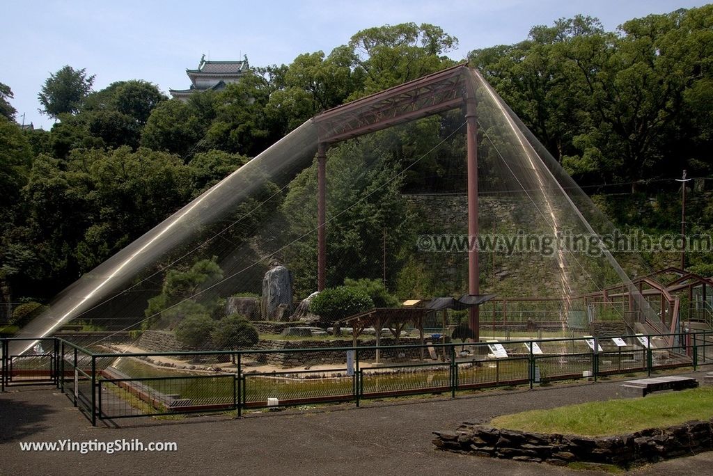 YTS_YTS_20180718_Japan Wakayama Park Zoo日本和歌山公園動物園（水禽園 ）／和歌山城童話園067_3A5A6474.jpg