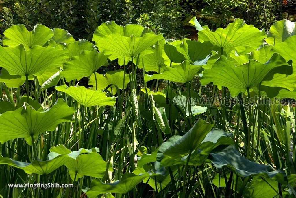 YTS_YTS_20180716_Japan Nara Toshodai-ji日本奈良唐招提寺／世界文化遺產／律宗總本山158_3A5A2744.jpg