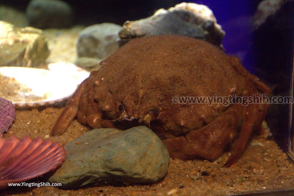 YTS_YTS_20180820_Japan Nagasaki Sasebo Kujukushima Aquarium Umi-kirara日本長崎佐世保九十九島水族館／日本最大水母交嚮樂廳079_3A5A3216.jpg