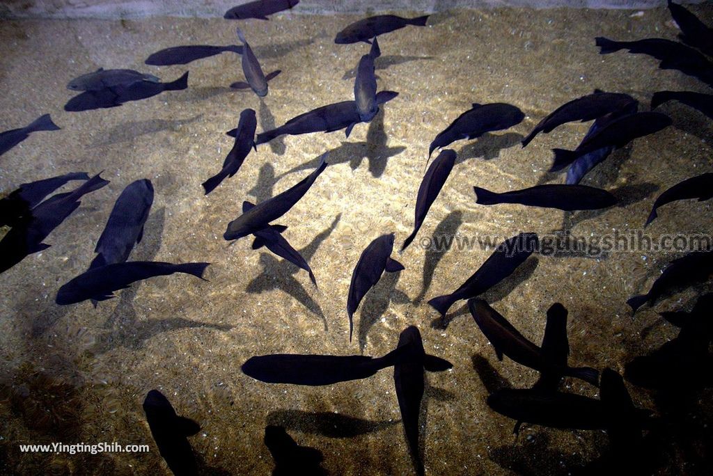 YTS_YTS_20180820_Japan Nagasaki Sasebo Kujukushima Aquarium Umi-kirara日本長崎佐世保九十九島水族館／日本最大水母交嚮樂廳088_3A5A3439.jpg