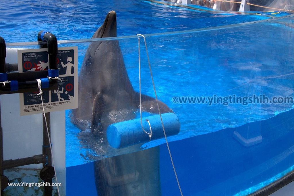 YTS_YTS_20180820_Japan Nagasaki Sasebo Kujukushima Aquarium Umi-kirara日本長崎佐世保九十九島水族館／日本最大水母交嚮樂廳153_3A5A8081.jpg