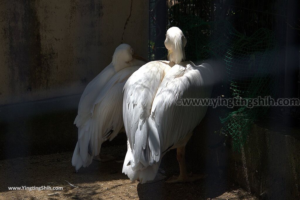 YTS_YTS_20180815_Japan Nagasaki Sasebo Zoological Park and Botanical Garden日本長崎佐世保九十九島動植物園森閃閃／日本最大天井水槽企鵝館039_3A5A3112.jpg