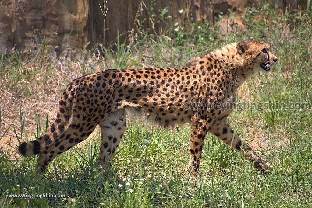 YTS_YTS_20180815_Japan Nagasaki Sasebo Zoological Park and Botanical Garden日本長崎佐世保九十九島動植物園森閃閃／日本最大天井水槽企鵝館050_3A5A3569.jpg