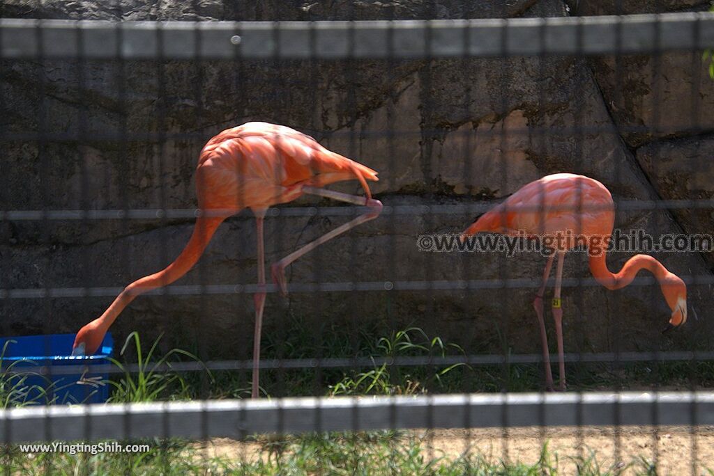 YTS_YTS_20180815_Japan Nagasaki Sasebo Zoological Park and Botanical Garden日本長崎佐世保九十九島動植物園森閃閃／日本最大天井水槽企鵝館056_3A5A3739.jpg