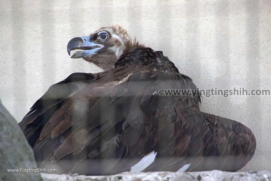 YTS_YTS_20180815_Japan Nagasaki Sasebo Zoological Park and Botanical Garden日本長崎佐世保九十九島動植物園森閃閃／日本最大天井水槽企鵝館059_3A5A3899.jpg