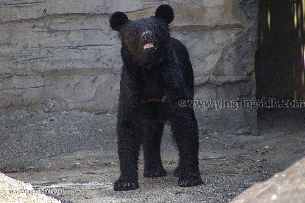 YTS_YTS_20180815_Japan Nagasaki Sasebo Zoological Park and Botanical Garden日本長崎佐世保九十九島動植物園森閃閃／日本最大天井水槽企鵝館087_3A5A4158.jpg