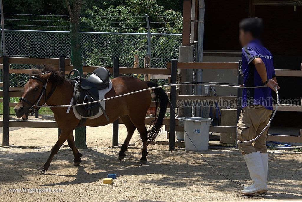 YTS_YTS_20180815_Japan Nagasaki Sasebo Zoological Park and Botanical Garden日本長崎佐世保九十九島動植物園森閃閃／日本最大天井水槽企鵝館092_3A5A4905.jpg