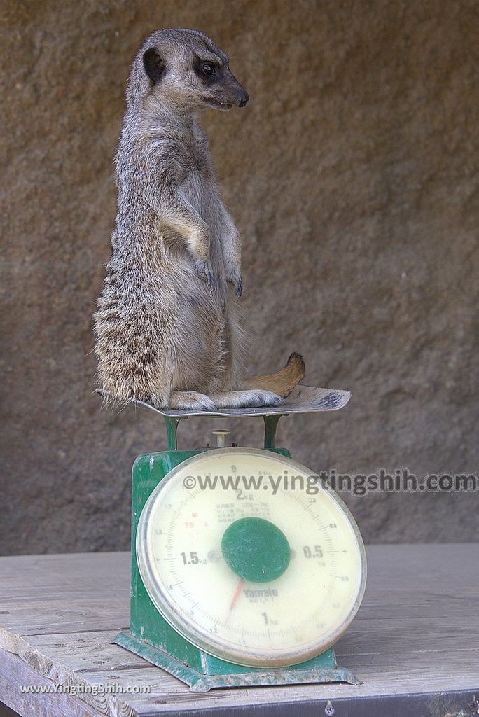 YTS_YTS_20180815_Japan Nagasaki Sasebo Zoological Park and Botanical Garden日本長崎佐世保九十九島動植物園森閃閃／日本最大天井水槽企鵝館112_3A5A5359.jpg