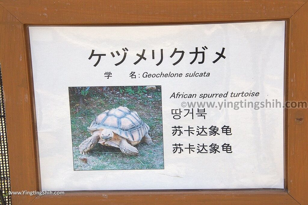 YTS_YTS_20180815_Japan Nagasaki Sasebo Zoological Park and Botanical Garden日本長崎佐世保九十九島動植物園森閃閃／日本最大天井水槽企鵝館133_3A5A5507.jpg