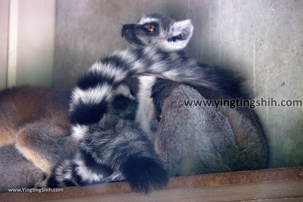 YTS_YTS_20180815_Japan Nagasaki Sasebo Zoological Park and Botanical Garden日本長崎佐世保九十九島動植物園森閃閃／日本最大天井水槽企鵝館157_3A5A5788.jpg