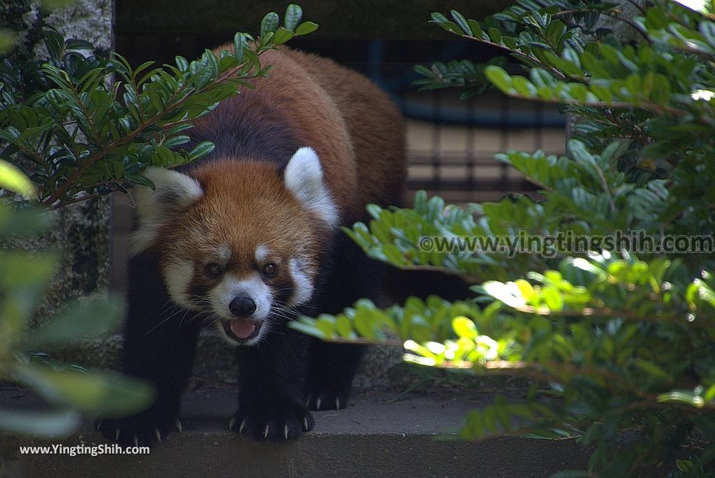 YTS_YTS_20180815_Japan Nagasaki Sasebo Zoological Park and Botanical Garden日本長崎佐世保九十九島動植物園森閃閃／日本最大天井水槽企鵝館163_3A5A6592.jpg