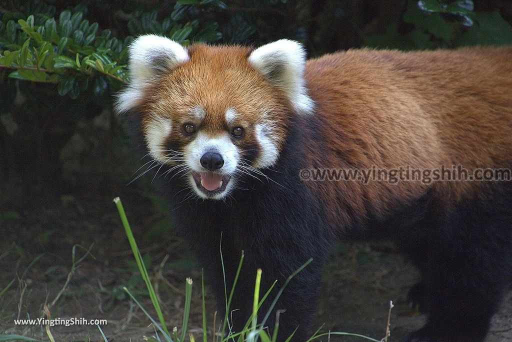 YTS_YTS_20180815_Japan Nagasaki Sasebo Zoological Park and Botanical Garden日本長崎佐世保九十九島動植物園森閃閃／日本最大天井水槽企鵝館164_3A5A6528.jpg