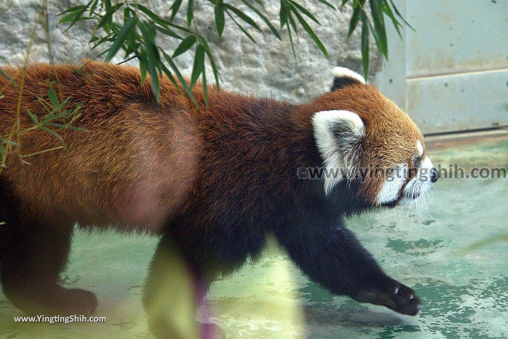 YTS_YTS_20180815_Japan Nagasaki Sasebo Zoological Park and Botanical Garden日本長崎佐世保九十九島動植物園森閃閃／日本最大天井水槽企鵝館167_3A5A5872.jpg