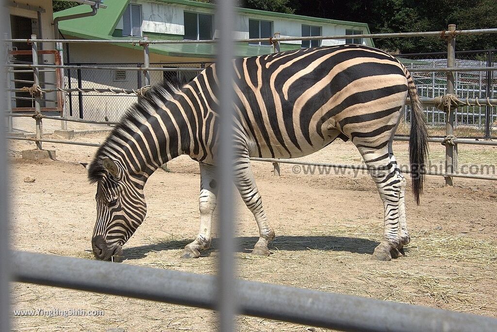 YTS_YTS_20180815_Japan Nagasaki Sasebo Zoological Park and Botanical Garden日本長崎佐世保九十九島動植物園森閃閃／日本最大天井水槽企鵝館179_3A5A6086.jpg