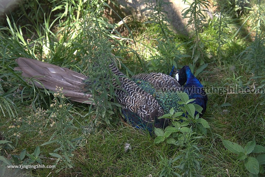 YTS_YTS_20180815_Japan Nagasaki Sasebo Zoological Park and Botanical Garden日本長崎佐世保九十九島動植物園森閃閃／日本最大天井水槽企鵝館184_3A5A6695.jpg