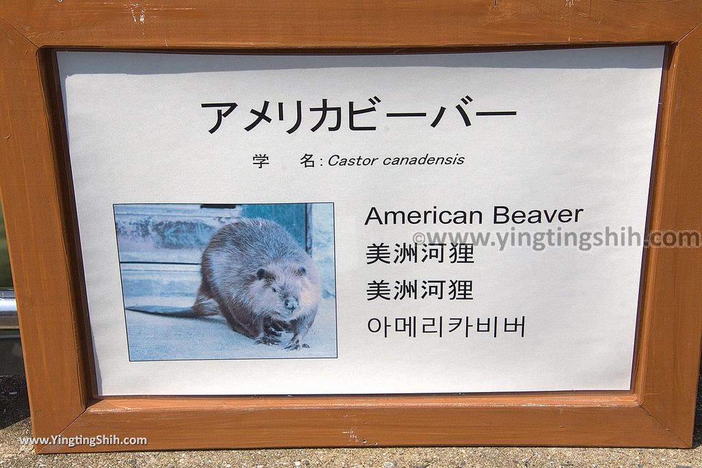 YTS_YTS_20180815_Japan Nagasaki Sasebo Zoological Park and Botanical Garden日本長崎佐世保九十九島動植物園森閃閃／日本最大天井水槽企鵝館190_3A5A6752.jpg