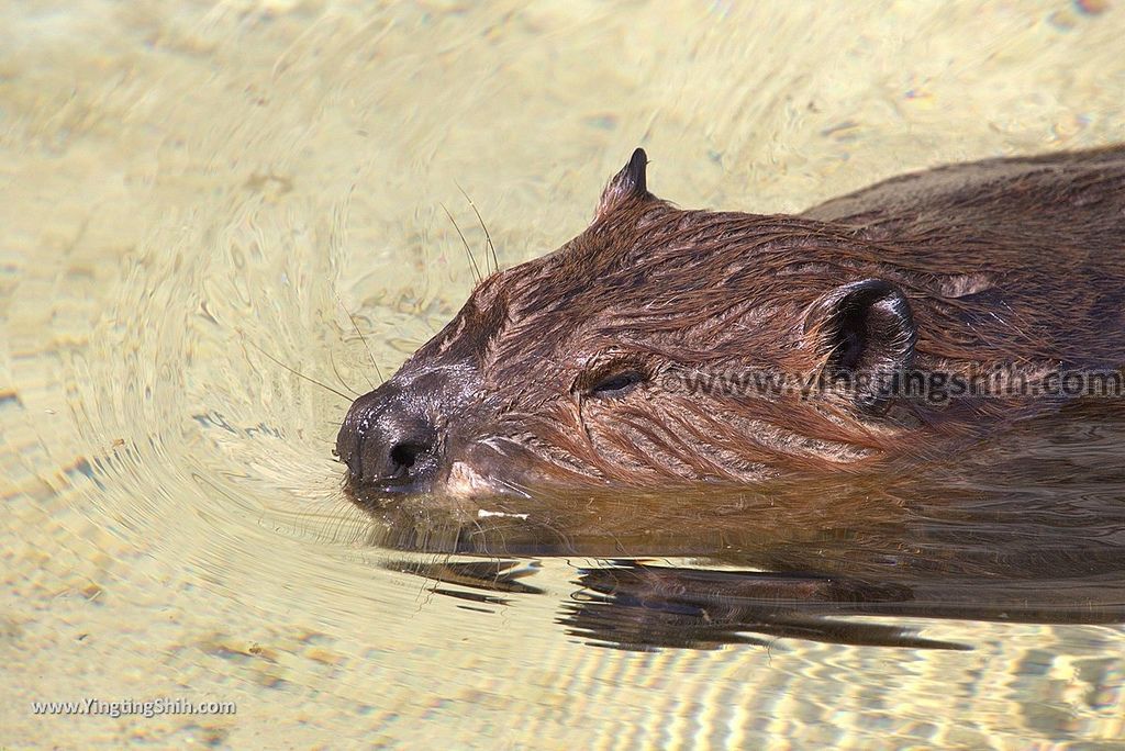 YTS_YTS_20180815_Japan Nagasaki Sasebo Zoological Park and Botanical Garden日本長崎佐世保九十九島動植物園森閃閃／日本最大天井水槽企鵝館192_3A5A6768.jpg