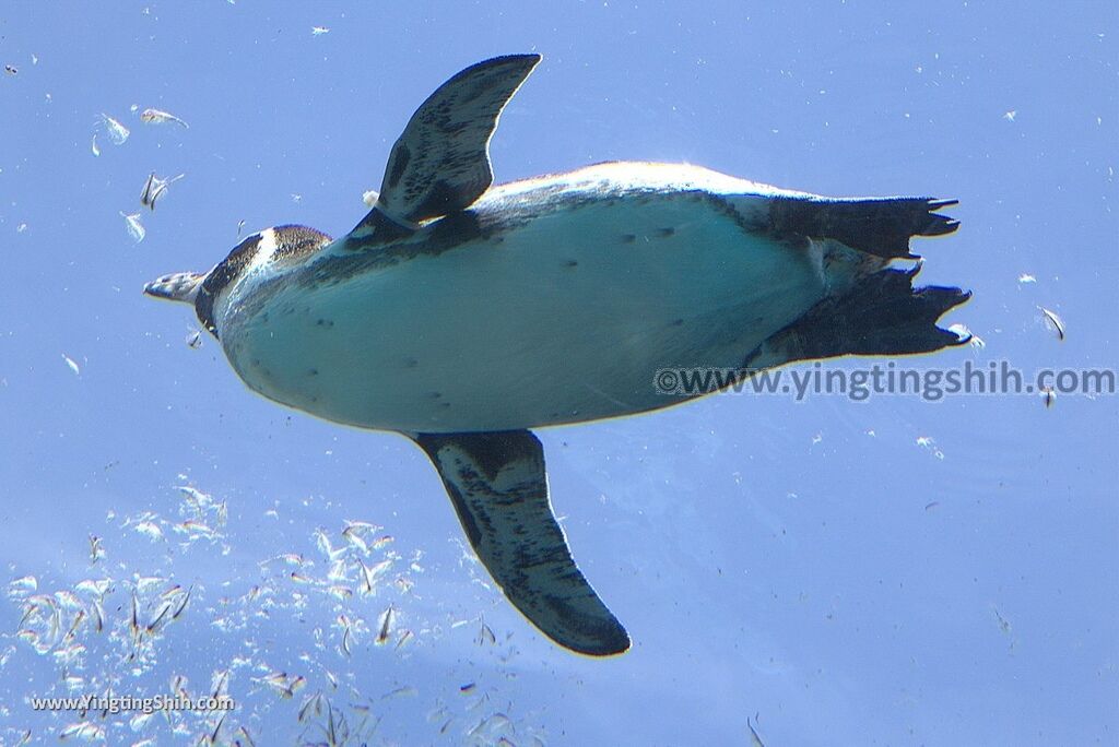 YTS_YTS_20180815_Japan Nagasaki Sasebo Zoological Park and Botanical Garden日本長崎佐世保九十九島動植物園森閃閃／日本最大天井水槽企鵝館215_3A5A7827.jpg