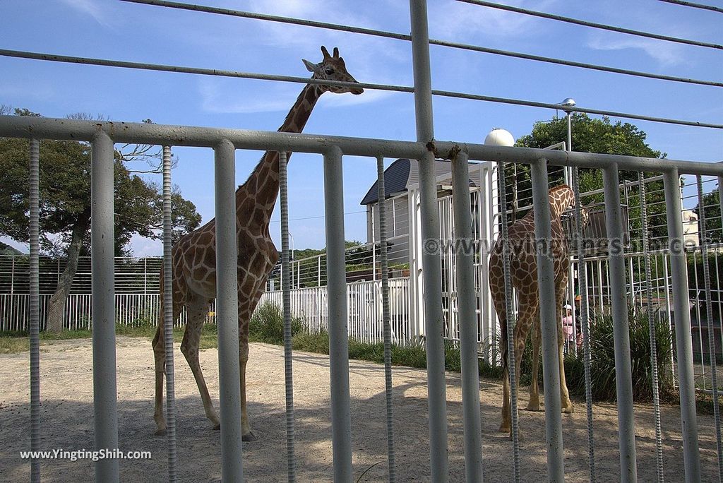 YTS_YTS_20180815_Japan Nagasaki Sasebo Zoological Park and Botanical Garden日本長崎佐世保九十九島動植物園森閃閃／日本最大天井水槽企鵝館248_3A5A9362.jpg