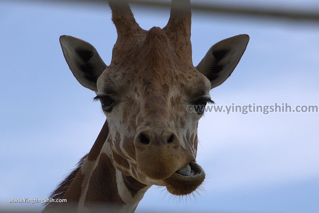 YTS_YTS_20180815_Japan Nagasaki Sasebo Zoological Park and Botanical Garden日本長崎佐世保九十九島動植物園森閃閃／日本最大天井水槽企鵝館249_3A5A9355.jpg