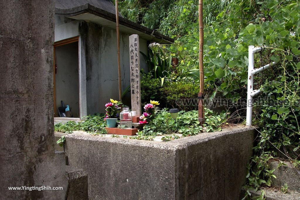 YTS_YTS_20180818_Japan Kyushu Nagasaki Habitat of Giant Mottled Eels日本九州長崎大鰻生息地／國指定天然記念物039_3A5A6033.jpg