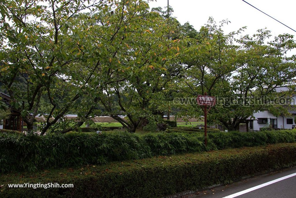 YTS_YTS_20180817_Japan Kyushu Saga Takeo Hiryuugama Koubou日本九州佐賀武雄川古大楠公園／日本第五位巨木005_3A5A0001.jpg