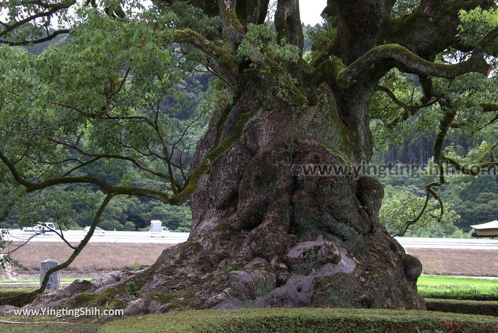 YTS_YTS_20180817_Japan Kyushu Saga Takeo Hiryuugama Koubou日本九州佐賀武雄川古大楠公園／日本第五位巨木015_3A5A0046.jpg