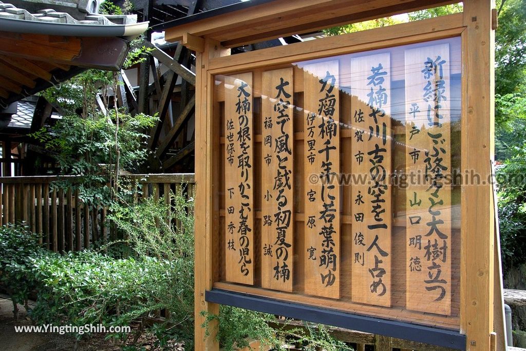 YTS_YTS_20180817_Japan Kyushu Saga Takeo Hiryuugama Koubou日本九州佐賀武雄川古大楠公園／日本第五位巨木030_3A5A0181.jpg