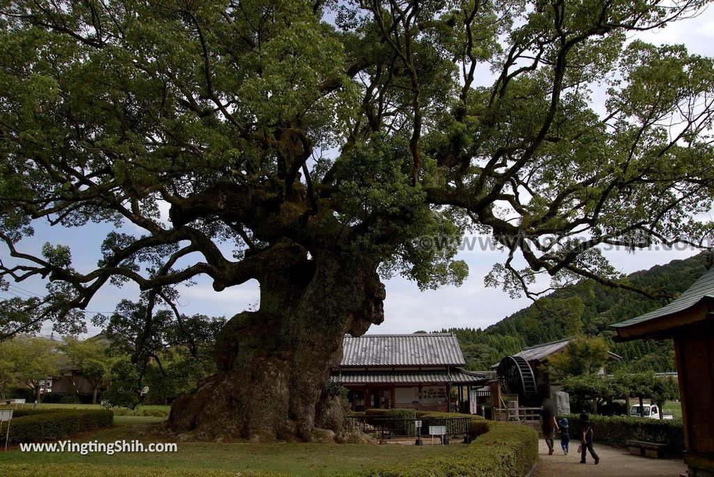 YTS_YTS_20180817_Japan Kyushu Saga Takeo Hiryuugama Koubou日本九州佐賀武雄川古大楠公園／日本第五位巨木069_3A5A0395.jpg