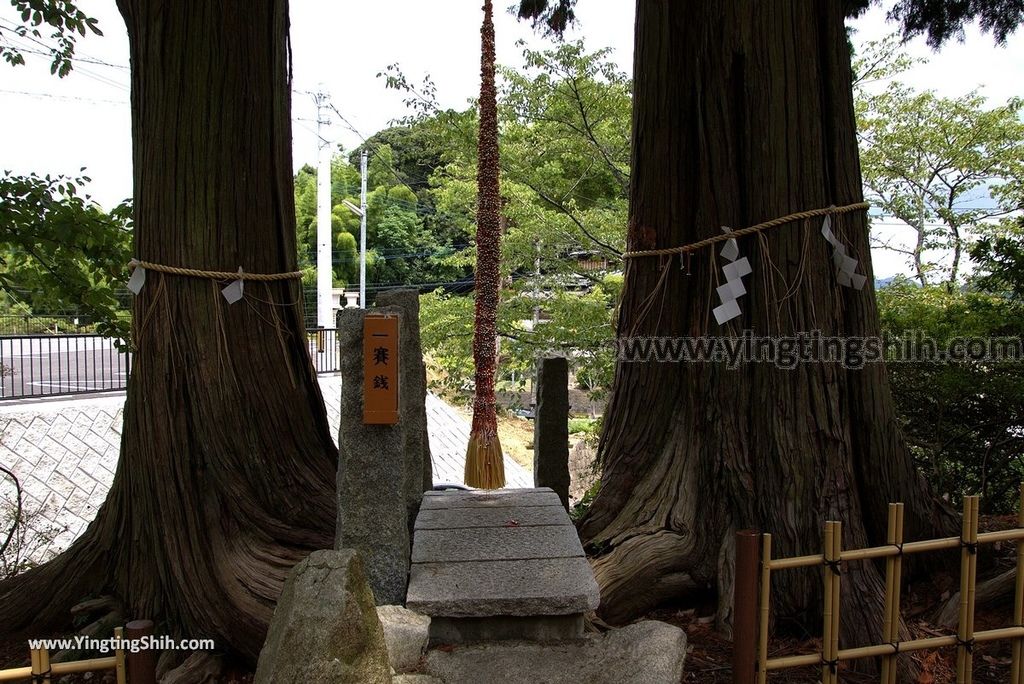 YTS_YTS_20180817_Japan Kyushu Saga Takeo Shrine日本九州佐賀武雄神社／武雄の大楠012_3A5A9072.jpg