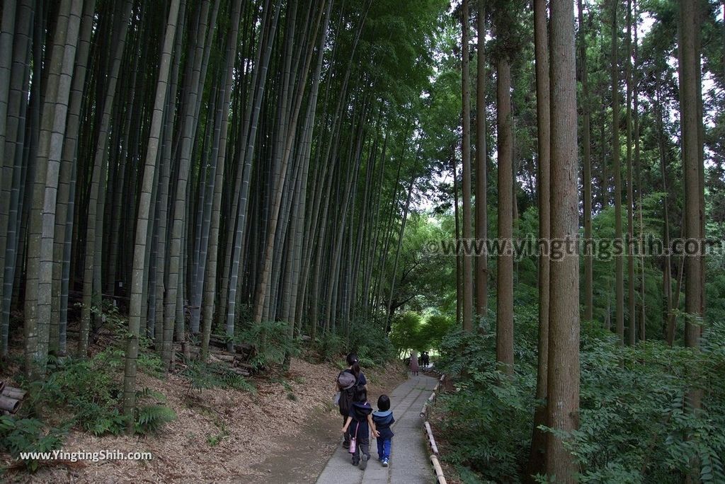 YTS_YTS_20180817_Japan Kyushu Saga Takeo Shrine日本九州佐賀武雄神社／武雄の大楠110_3A5A9890.jpg