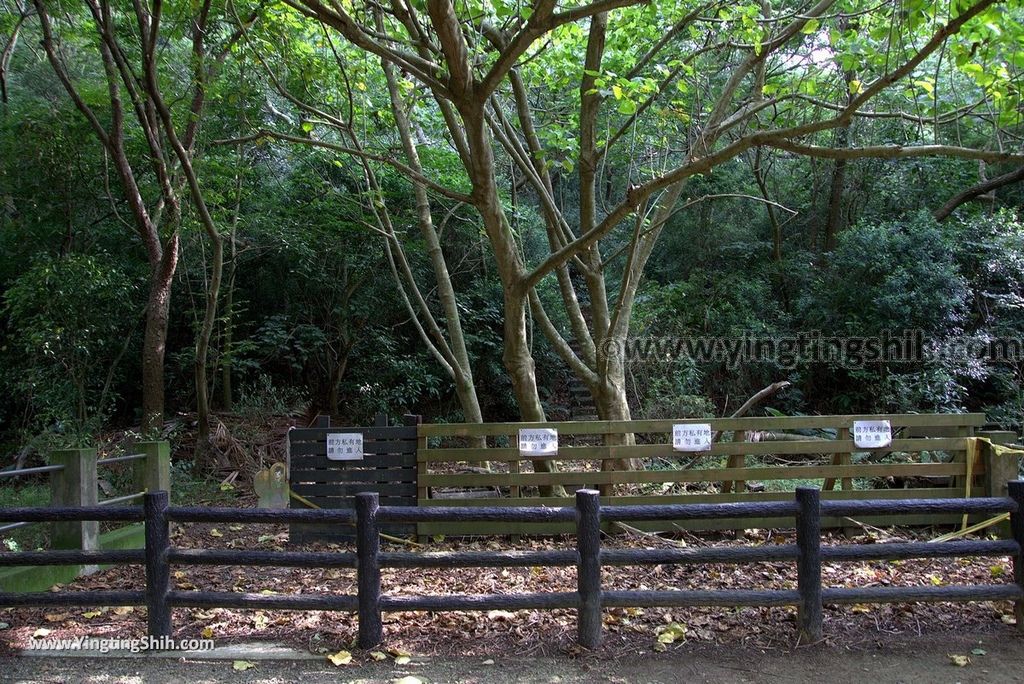 YTS_YTS_20180727_新竹東區高峰植物園／桐花天空之橋Hsinchu East District Gaofeng Botanical Garden048_3A5A2222.jpg