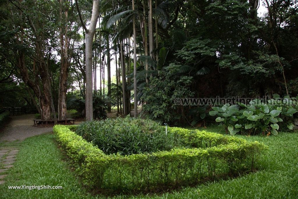 YTS_YTS_20180727_新竹東區高峰植物園／桐花天空之橋Hsinchu East District Gaofeng Botanical Garden053_3A5A2985.jpg