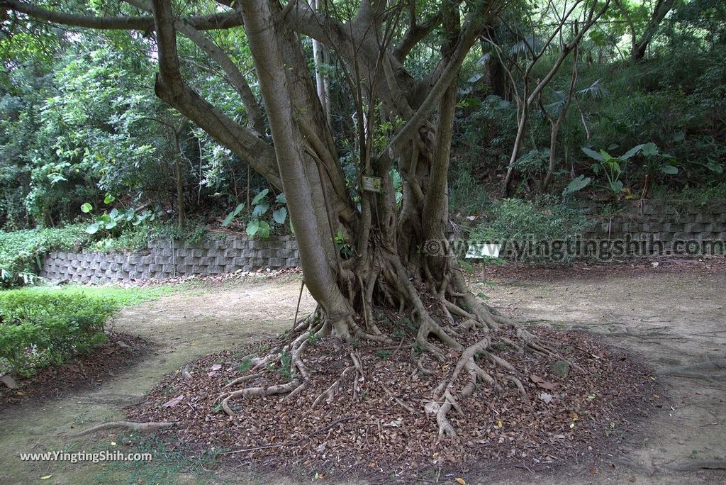 YTS_YTS_20180727_新竹東區高峰植物園／桐花天空之橋Hsinchu East District Gaofeng Botanical Garden057_3A5A2295.jpg