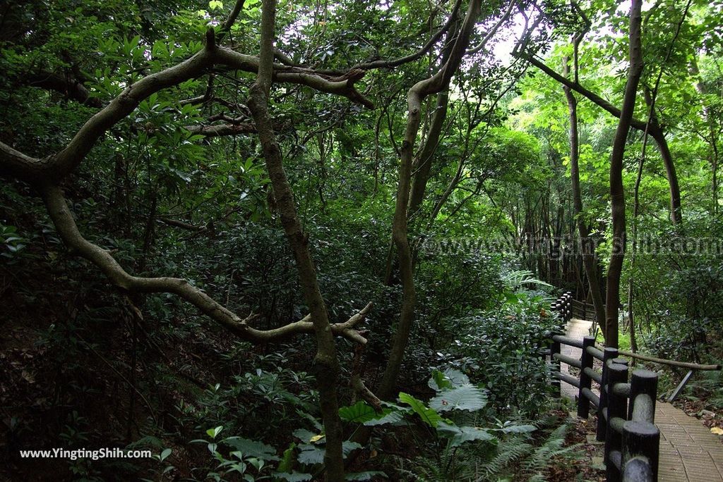 YTS_YTS_20180727_新竹東區高峰植物園／桐花天空之橋Hsinchu East District Gaofeng Botanical Garden081_3A5A2539.jpg