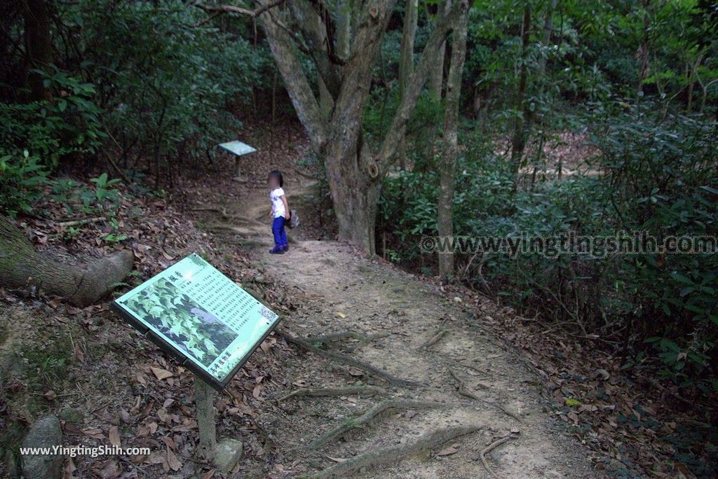 YTS_YTS_20180727_新竹東區高峰植物園／桐花天空之橋Hsinchu East District Gaofeng Botanical Garden091_3A5A2655.jpg