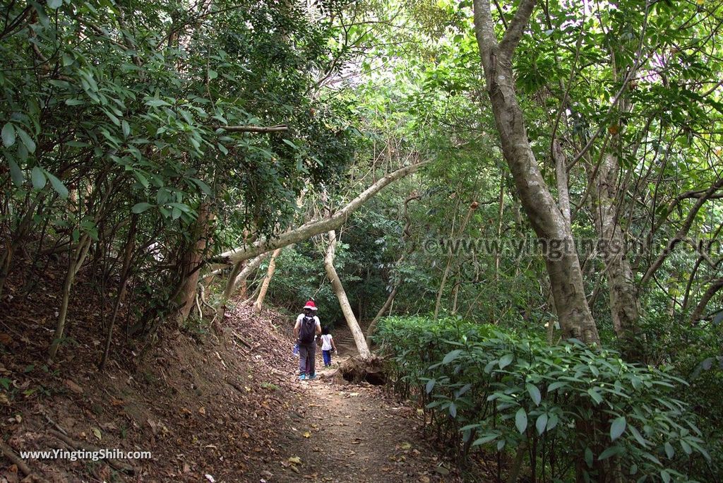 YTS_YTS_20180727_新竹東區高峰植物園／桐花天空之橋Hsinchu East District Gaofeng Botanical Garden101_3A5A2757.jpg