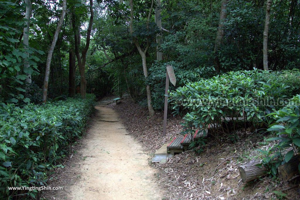 YTS_YTS_20180727_新竹東區高峰植物園／桐花天空之橋Hsinchu East District Gaofeng Botanical Garden110_3A5A2886.jpg